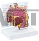 Sinus Cavity Anatomical Model